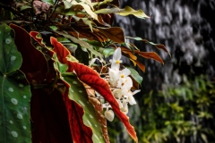 White flowers by a waterfall